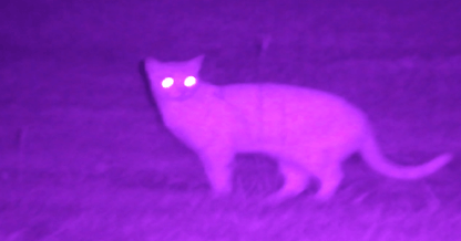 NVx7 Digital Night Sight